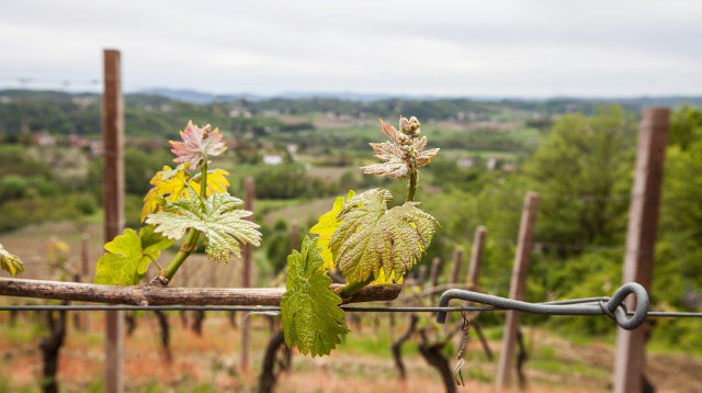 Vigneto Canavà vino Cortese dell